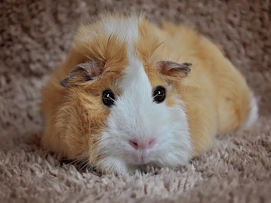 A Pet Guinea Pig